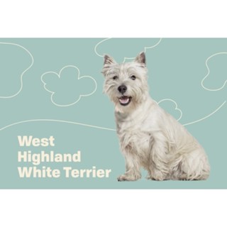 ตุ๊กตาน้องหมาเวสตี้ West Highland White Terrier