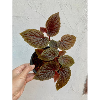 บีโกเนีย begonia baciensis ดอกสีขาว กระถาง 4 นิ้ว จัดส่งตามภาพ