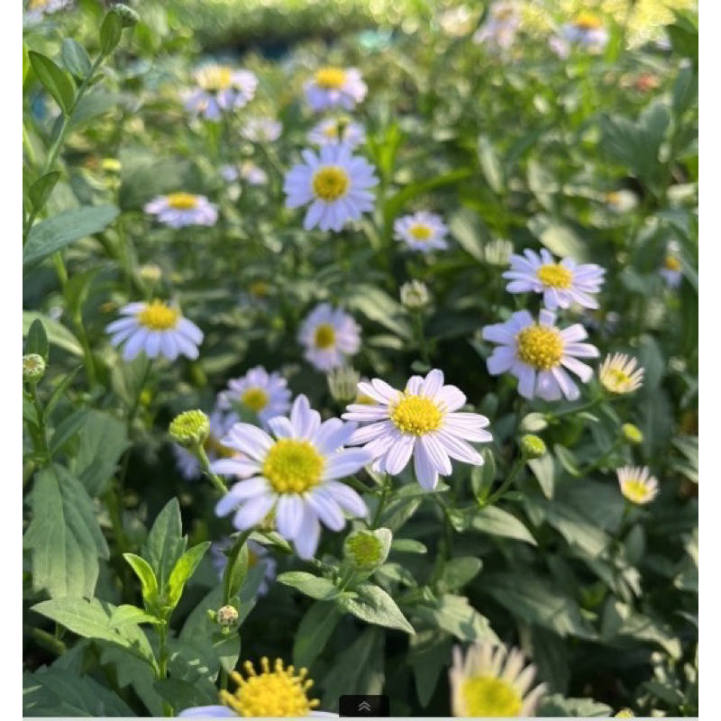🌿TLP เดซี่ ดอกเดซี่สีม่วง มากาเร็ต ดอกไม้กินได้ ตกแต่งอาหารได้