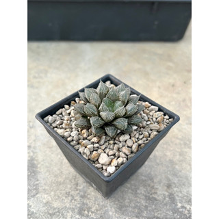 haworthia ไม้อวบน้ำ ฮาโวเทีย