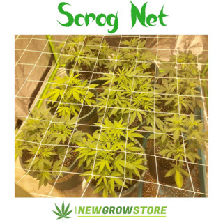 *2 แบบ* Scrog Net มี17ไซส์ ตาข่าย ปลูกต้นไม้ มีหลายขนาด ตาข่ายปลูกต้นไม้ ตาข่ายปลูกต้นไม้ ดัดกิ่งต้นไม้ scrognet trellis