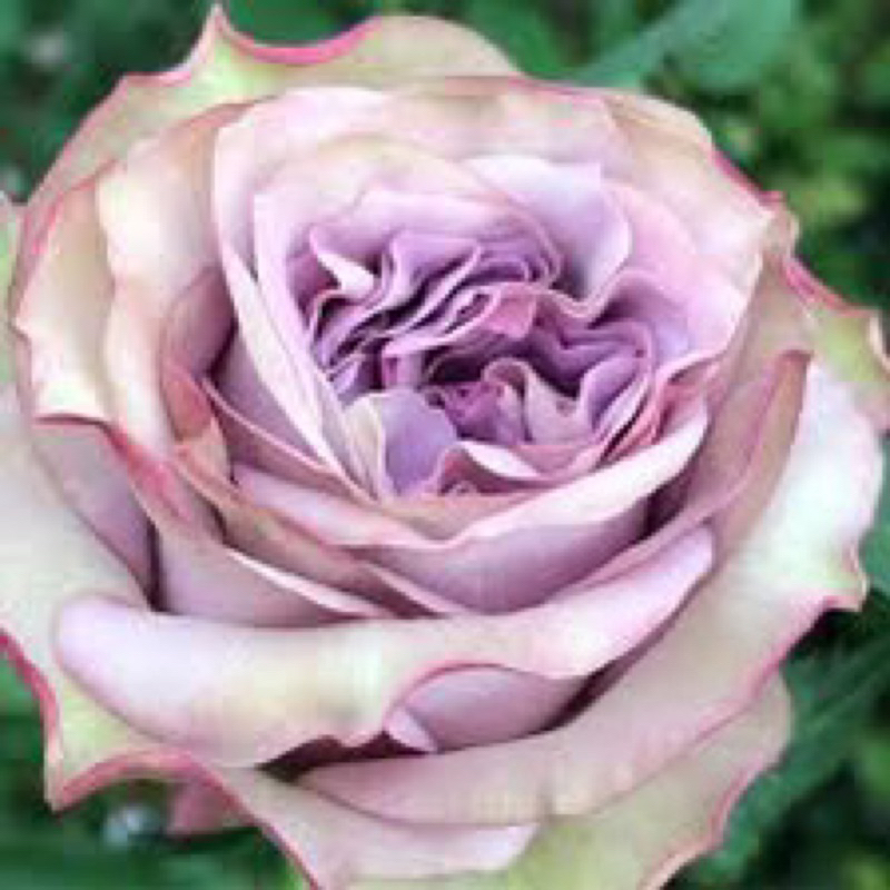 กุหลาบ Dolcetto rose ทรงพุ่มสีม่วง วิเทจ
