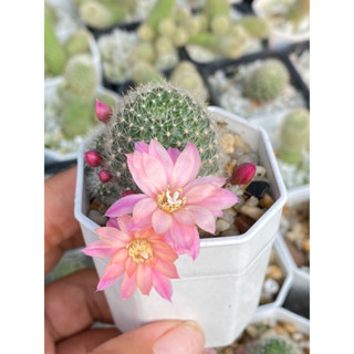 รีบูเทีย Rebutia Carnival ชมพูทูโทนแคคตัส กระบองเพชร