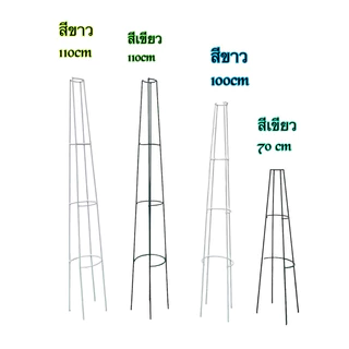 🌹ซุ้มทรีโรส🌹กุหลาบทรีโรส(T-Rose)ขนาด 70-90-100cm.มี2สี ขาว/ สีดำ