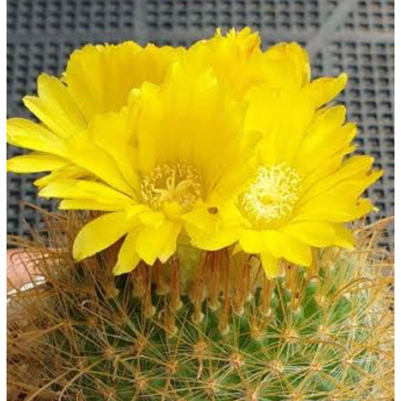 พาโรเดียหนามตะขอ(Parodia aureispina)ไซส์ให้ดอกไม้หายากไม้เมล็ด กระถาง3นิ้ว