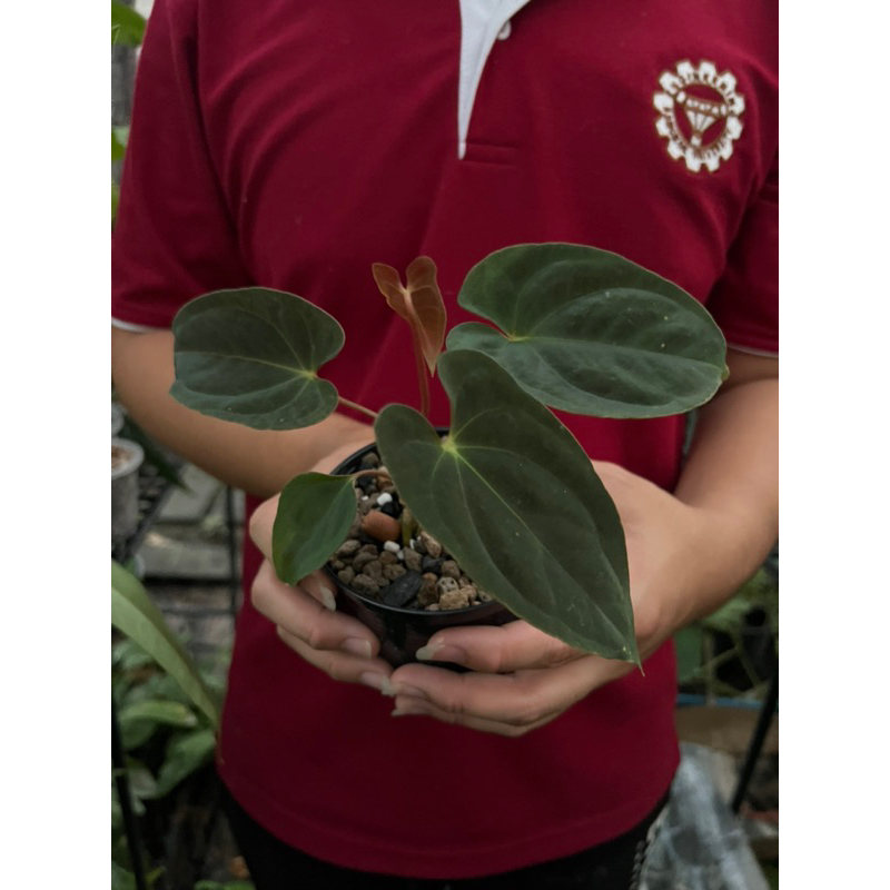 Anthurium papillilaminum guna yala (ultra rare) ไม้แรร์มาก