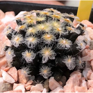 🌼⚫️🌼Mammillaria schiedeana KURO HADA แมมขนนกเหลืองก้านดำ ตัวนี้น่าสะสมมากๆ ❤️❤️ Selected Form คัดฟอร์มขนทองสวยมาก💛💛💛