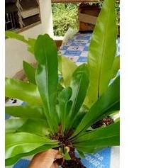 เฟิร์นข้าหลวงราคาพิเศษ(ใบยาว25-40cm.++)