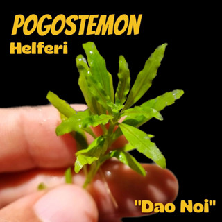 ดาวน้อย "Dao Noi" ไม้น้ำไทย - POGOSTEMON HELFERI ต้นไม้น้ำ