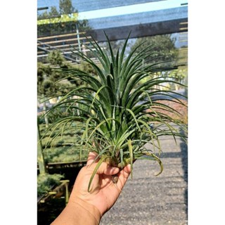 Tillandsia victoria giant