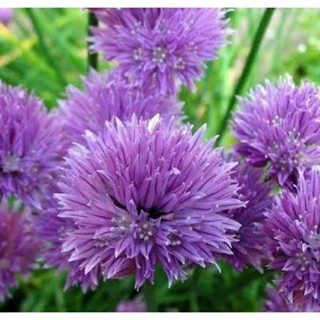 เมล็ดพันธุ์ดอกหอมฝรั่งสีม่วง เพอร์เพิล บิวตี้ (Purple Beauty Chives Seed) บรรจุ 50 เมล็ด ของแท้ คุณภาพดี ราคาถูก นำเข้า