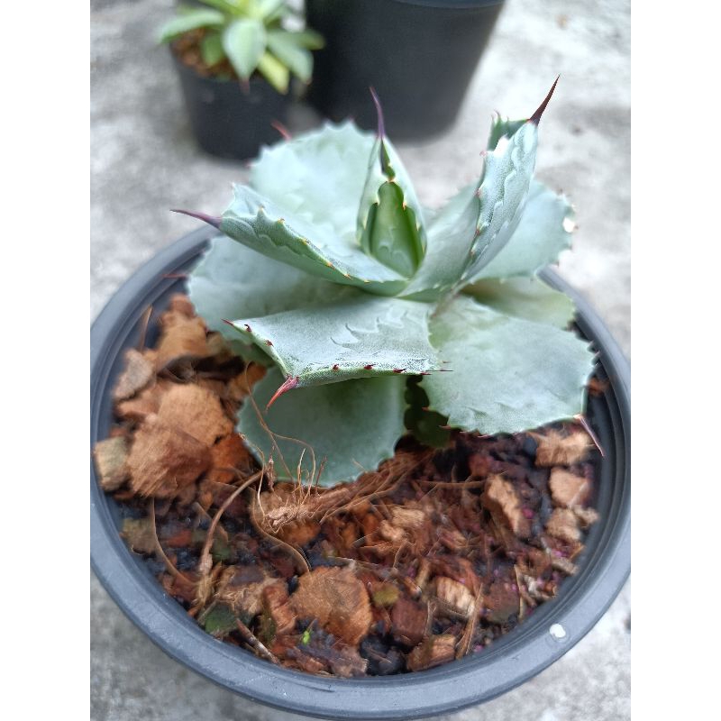 Agave Potatorum Round Leaf