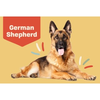 ตุ๊กตาเยอรมันเชพเฟิร์ด German Shepherd