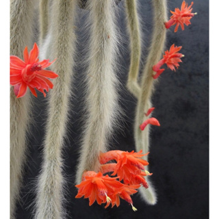 กระบองเพชรหางลิง Monkeys tail cactus หรือชื่อทางการ Cleistocactus colademononis