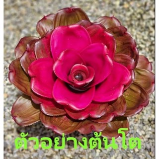 สับปะรดสี Neoregelia กุหลาบใบจีบ จำนวน 1 ต้น จัดส่งแบบถอดกระถาง ต้นไม้สวยงาม ฟอกอากาศ ต้นไม้มงคล