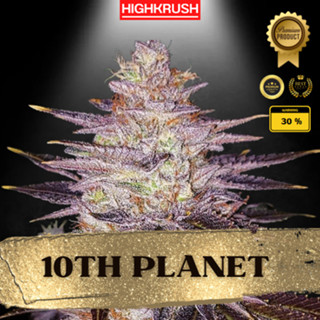 10th Planet R1 ค่าย Ethos Genetics โฟโต้ เพศเมีย ลำต้นแข็งแรงพร้อมลงดิน ต้นชำกัญชา,ต้นโคลนนิ่งกัญชา,ต้นกัญ,ต้นชำ