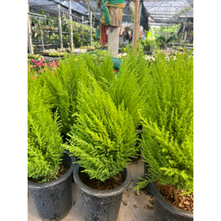 LEMON CYPRESS Collection  ต้นสนไม้ยืนต้นที่มีกิ่งยาวสีเขียวมะนาวสุดพิเศษ มีกลิ่นความหอมอโรม่า ผ่อนคลายไล่แมลง