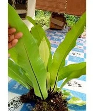 เฟิร์นข้าหลวงราคาพิเศษ(ใบยาว25-40cm.++)