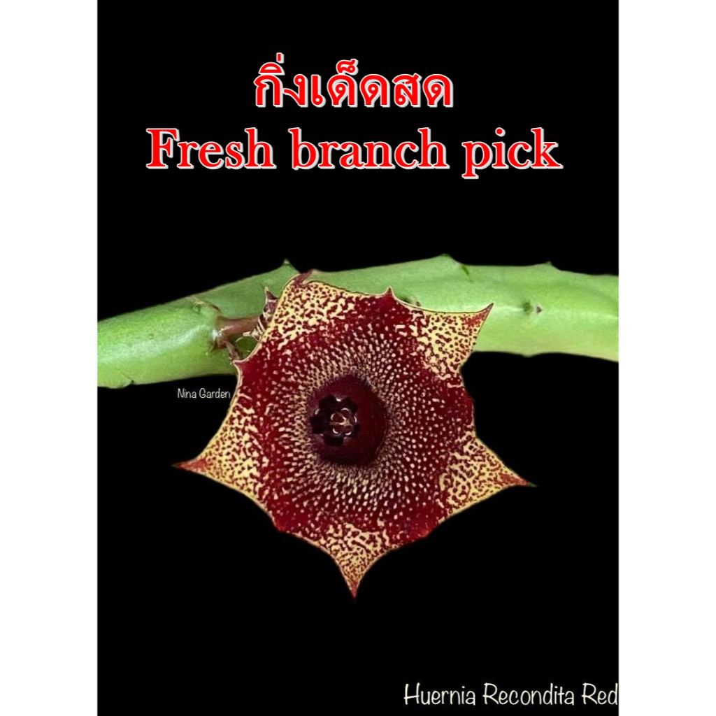 เก๋งจีน Huernia Recondita Red *กิ่งเด็ดสด* แคคตัส ไม้อวบน้ำ Cactus and Succulent