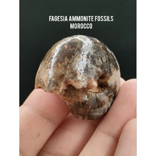 🌊 ฟอสซิล แอมโมไนต์ Fagesia จากแหล่ง โมร๊อคโค ยุคประมาณ ครีเทเซียส( Fagesia Ammonite Fossils Morocco )