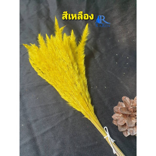 NEW ดอกหญ้าคา (สีเหลือง) ( กำละ 40 )  ขนาด 45 cm. เป็นดอกไม้ธรรมชาติ ย้อมสี สีสันสดใส ใช้ประดับห้อง ร้าน งานแต่ง DIY