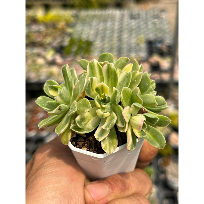 Aeonium suncup ไม้อวบน้ำ ด่าง น่ารักๆ กระถาง 2 นิ้ว