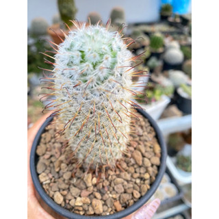 บอมไบเซียน่า mammillaria bombycina