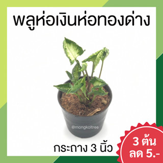 พลูห่อเงินห่อทองด่าง กระถาง 3 นิ้ว ซิงโกเนียม ก็อตซิลล่า (Syngonium godzilla) ไม้มงคล ใบด่างขาว ใบสวย เสริมสิริมงคล เสริ