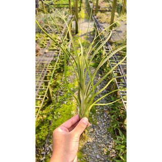 Tillandsia balbisiana