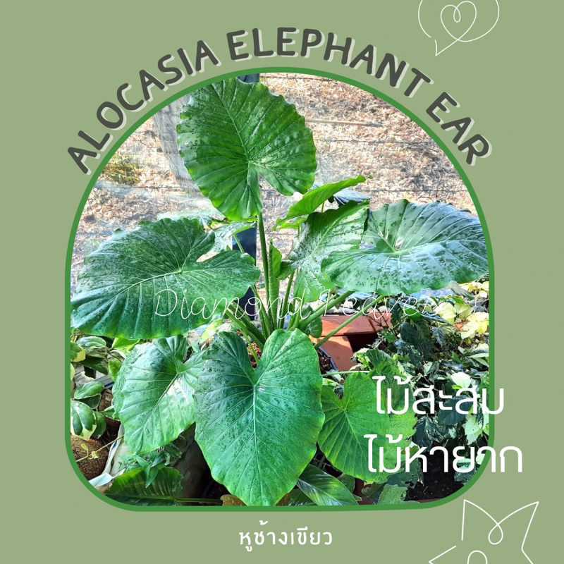 Alocasia Elephant Ear หูช้างเขียว(เลือกต้นได้)UPDATE10/04/66