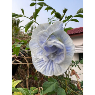 อัญชันซ้อน 5 ชั้น สีฟ้าคราม 10/50 เมล็ด  (Blue sky Butterfly Pea)