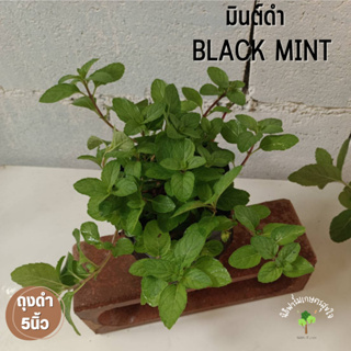 ต้นมินท์ดำ (black mint) สมุนไพรฝรั่ง มีกลิ่นหอม สดชื่น ช่วยผ่อนคลาย คลายเครียดได้ดี