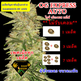 OG EXPRESS AUTO ออโต้เพศเมีย