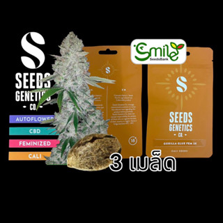 เมล็ดกัญชา Seeds Genetics - Gorilla Glue (Fem)