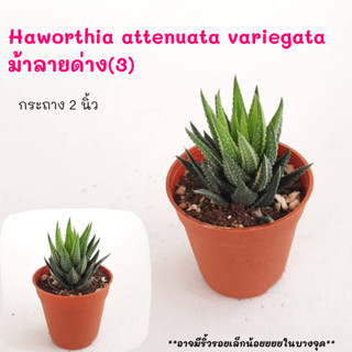 Haworthia attenuata variegata  ม้าลายด่าง(3) ไม้ชำหน่อ Cactus กระบองเพชร พืชอวบน้ำ พืชทะเลทราย ตะบองเพชร