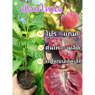 1 แถม 1 #น้อยโหน่ง เนื้อแดงรสหวานเมล็ดน้อยลูกใหญ่🏡แฮปปี้