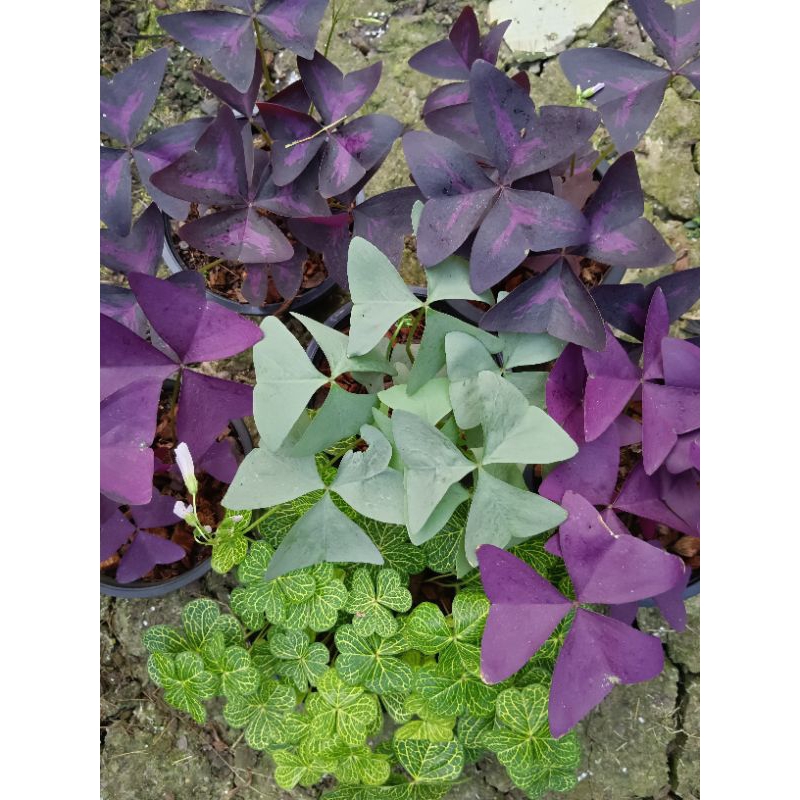 ต้นผีเสื้อราตรี และ ผีเสื้อแว่นดอย Oxalis กระถาง 5.5 นิ้ว