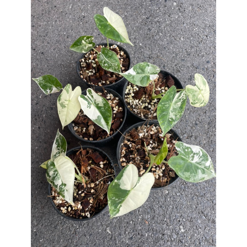 Alocasia Frydex variegated