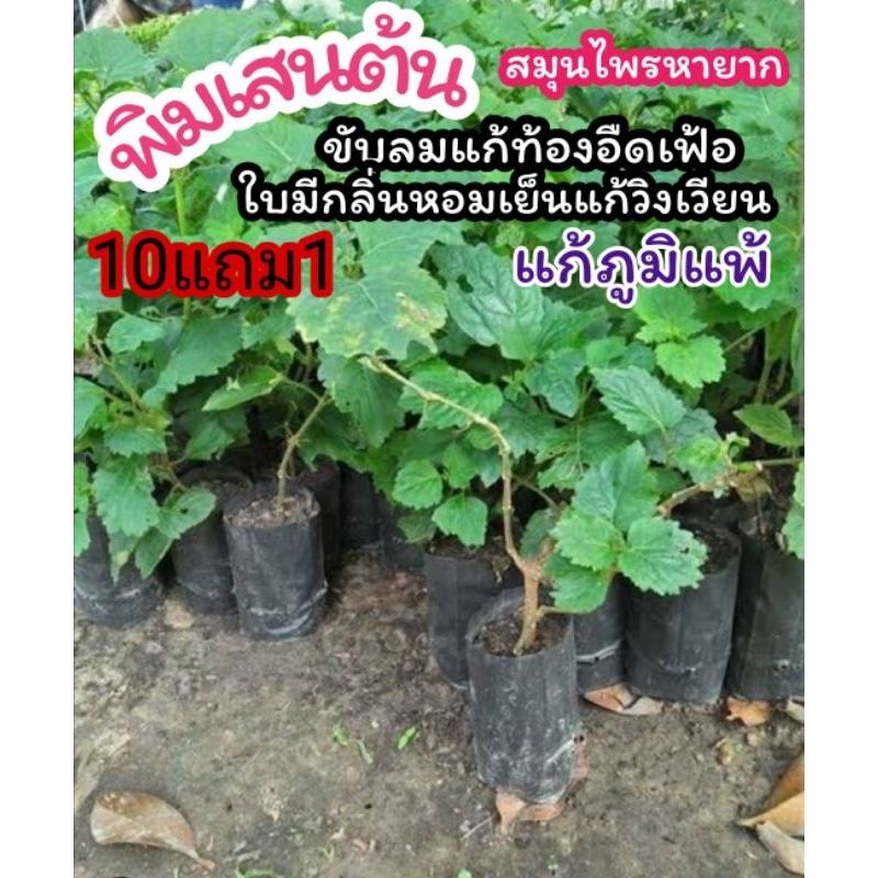 ต้นพิมเสน สมุนไพรฤทธิ์เย็น หายาก แก้ภูมิแพ้ ท้องอืด วิงเวียน อภัยภูเบศน์ ยาโบราณ รักษา ป้องกัน กลิ่นหอมมิ้น ผัก ผลไม้