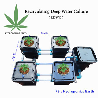 Hydroponics Earth, RDWC ถังปลูกพืชไร้ดิน ไฮโดรโปนิกส์ ระบบวนน้ำ Recirculating Deep Water Culture