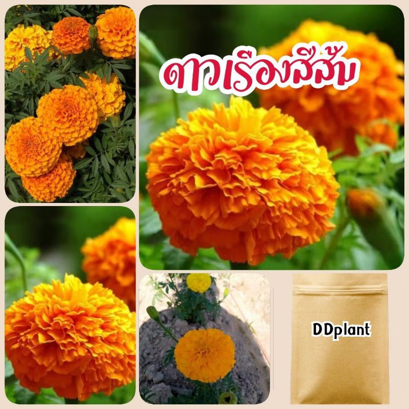 ดาวเรืองสีส้ม 300 เมล็ด เมล็ดดอกดาวเรืองราคาส่ง