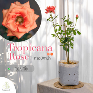 Treeno.9 T350 Tropicana Rose​ (กุหลาบ ทรอปิคาน่า​) ต้นใหญ่ ถุง 8 นิ้ว / สูง 60-70 ซม. / ไม้ประดับ ไม้ดอก (ต้นไม้)