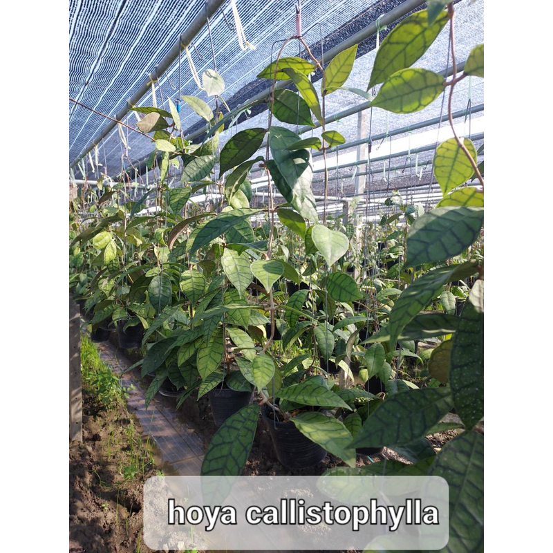 โฮย่าสะสม ใบลาย Hoya Calistrophylla