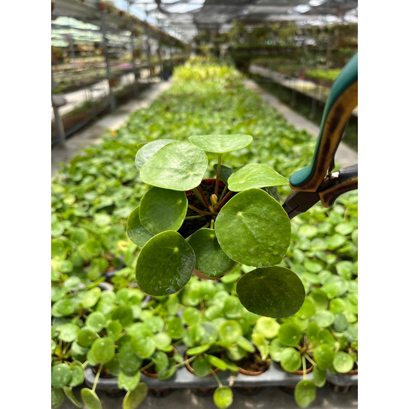 PEPERROMIOIDES PILEA  ((2 นิ้้ว))  แพนเค้ก  เหรียญทอง