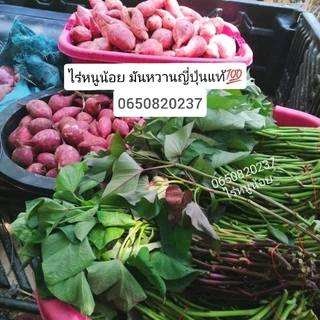 ยอด​พันธุ์​มัน​หวาน​ญี่ปุ่น​สายพันธุ์​แท้​💯 ชุดทดลองปลูก​ 7​ สายพันธุ์​ม่วง, ส้ม, เหลือง, ขาว
