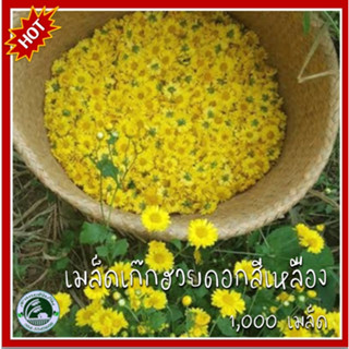 1,000+ เมล็ด เก๊กฮวยเหลือง Chrysanthemum morifolium เมล็ดเก๊กฮวยเหลือง เมล็ดเก๊กฮวย เมล็ดพันธุ์เก๊กฮวย เก๊กฮวย