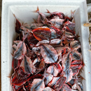 ปลาหวานแดงเนื้อนิ่มตากใหม่ๆ