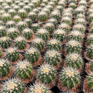 Echinocactus grusonii var. albispinus ถังเงินสวยๆ ไม้เมล็ด กระถางขนาด  4  นิ้ว  หายากค่ะ