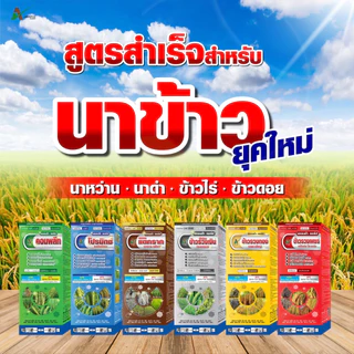 ชุดบำรุงนาข้าว ฮอร์โมนข้าว อะมิโนข้าว แตกกอ ตั้งท้อง รับรวง ลมเบ่ง เมล็ดเต่ง เอเจนต้า คอร์ป (แบบชุดคู่)