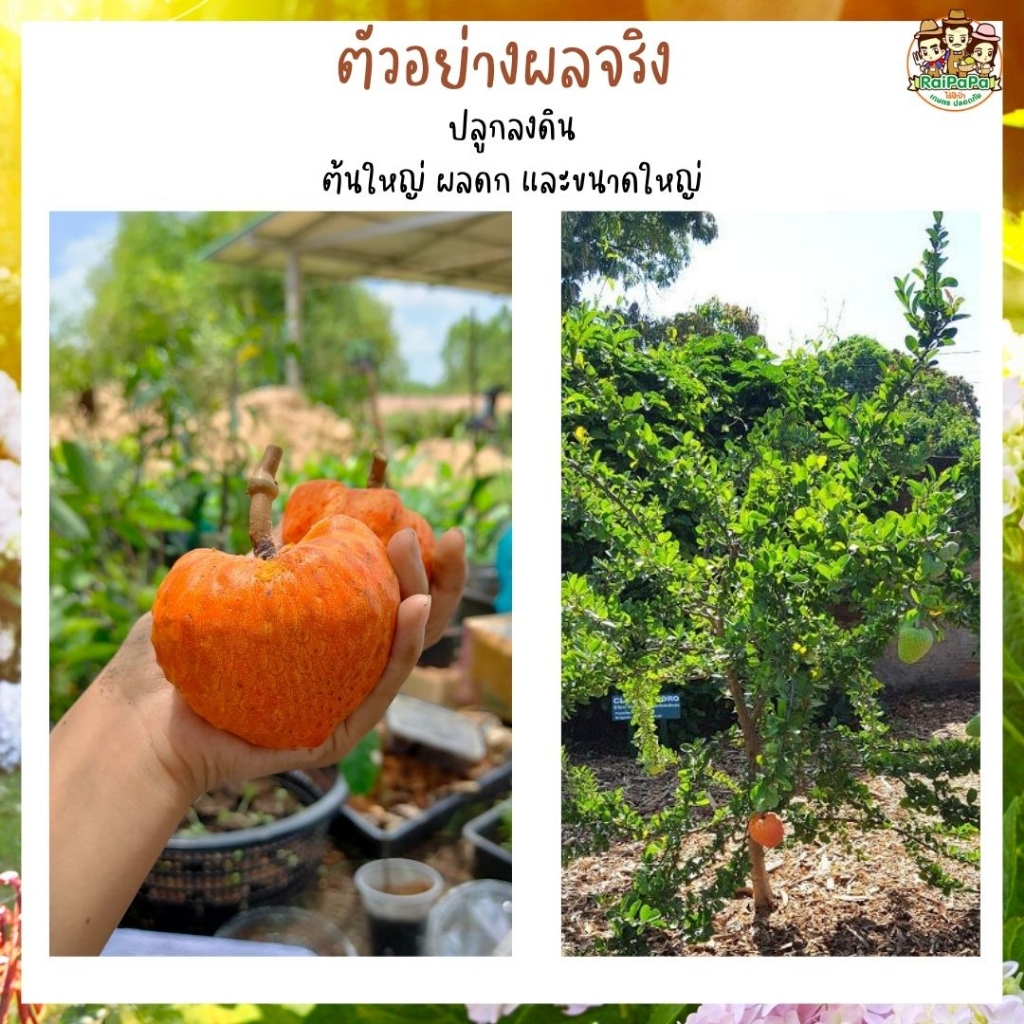 น้อยหน่าส้มบราซิล Annona Spinescens ต้นเสียบยอด ผลไม้แปลก ผลไม้หายาก ต้นไม้แปลก ต้นไม้ต่างประเทศ